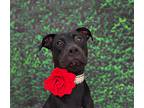 Nova-adopt Me!, American Pit Bull Terrier For Adoption In Studio City