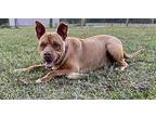 Altimus, American Pit Bull Terrier For Adoption In St. Francisville, Louisiana