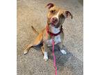 Butters - Pocket Pitty, American Pit Bull Terrier For Adoption In Northville