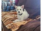 Toby, Westie, West Highland White Terrier For Adoption In Lake Forest