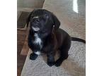 Archie, Labrador Retriever For Adoption In Meridian, Mississippi