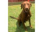 Sienna, Labrador Retriever For Adoption In Meridian, Mississippi
