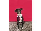 Kelso-adopt Me!, American Pit Bull Terrier For Adoption In Studio City