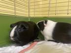 Midnight, Guinea Pig For Adoption In Lowell, Massachusetts