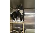 Howard, Domestic Shorthair For Adoption In Columbia, South Carolina