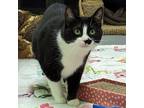 Minnie, Domestic Shorthair For Adoption In Erin, Ontario