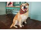 Adopt Jelly Roll a Labrador Retriever