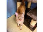 Bynx, Domestic Shorthair For Adoption In Glendale, Arizona