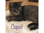 Cupid, Domestic Shorthair For Adoption In Erin, Ontario