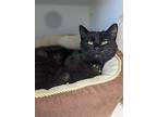 Sparky, Domestic Shorthair For Adoption In Prairie Du Chien, Wisconsin