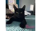 Rizzo, Domestic Shorthair For Adoption In Alpharetta, Georgia