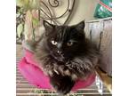 Eve, Domestic Mediumhair For Adoption In Adrian, Michigan