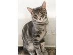 Wiggles, Domestic Shorthair For Adoption In Montclair, California