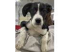Adopt Kleff a Border Collie, Mixed Breed