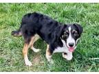 Adopt Kip a Border Collie, Mixed Breed