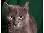 Dean, Domestic Shorthair For Adoption In Springfield, Illinois