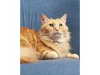 Squier, Domestic Mediumhair For Adoption In Springfield, Illinois