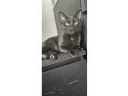 Luci, Domestic Shorthair For Adoption In Hanover, Pennsylvania