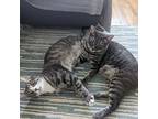Lemon & Lime (we're In Foster Care!), Domestic Shorthair For Adoption In