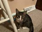 Charles, Domestic Shorthair For Adoption In Lexington, North Carolina