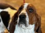 Adopt Cowboy a Basset Hound