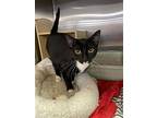 Wynter, Domestic Shorthair For Adoption In Columbia, South Carolina