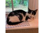 Alphie, Domestic Shorthair For Adoption In Mccormick, South Carolina