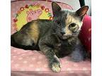 Cinnamon (i'm In Foster Care!), Domestic Shorthair For Adoption In Brooklyn