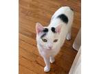 Ruby (i'm In Foster Care!), Domestic Shorthair For Adoption In Brooklyn