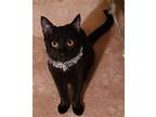 Juanita, Domestic Shorthair For Adoption In Columbia, South Carolina