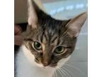 Punky, Domestic Shorthair For Adoption In Middletown, Ohio