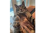 Fred, Domestic Shorthair For Adoption In Dana Point, California