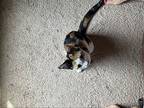 Ember, Domestic Shorthair For Adoption In Hanover, Pennsylvania