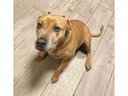 Chyna, Terrier (unknown Type, Medium) For Adoption In Dana Point, California