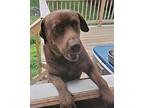 Buster, Labrador Retriever For Adoption In Hicksville, New York