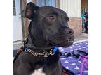 Argos, Staffordshire Bull Terrier For Adoption In Kingsville, Texas