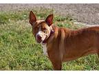 Hera, American Pit Bull Terrier For Adoption In Kingsville, Texas