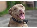 Artemis, American Pit Bull Terrier For Adoption In Kingsville, Texas