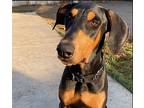 Ghost, Doberman Pinscher For Adoption In Ontario, California