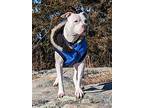 Pluto, American Staffordshire Terrier For Adoption In Hicksville, New York