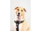 Duke, Labrador Retriever For Adoption In Huntsville, Alabama