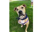 Melissa, American Pit Bull Terrier For Adoption In Kellogg, Idaho