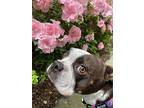 Jett Ranger - Nc4108, Boston Terrier For Adoption In Maryville, Tennessee