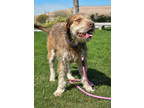 Princeton, Irish Terrier For Adoption In Glendale, Arizona