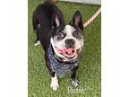 Buster Scruggs-4111ga, Boston Terrier For Adoption In Maryville, Tennessee