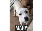 Mary, Labrador Retriever For Adoption In East Hartford, Connecticut