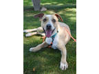 Veruca, American Pit Bull Terrier For Adoption In Glendale, Arizona