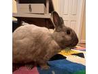 Adopt Aloo (bonded to Snowball Bun) a Champagne D'Argent