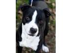 Adopt Clancy a Pit Bull Terrier, Hound