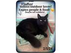 Adopt Flufter a Persian